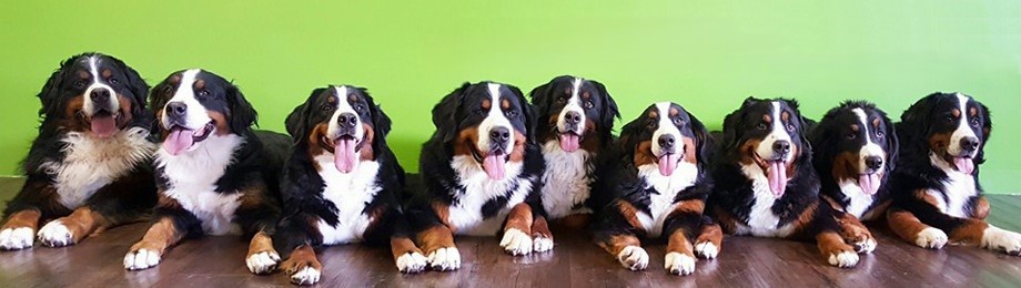 cropped-berners-2016-header