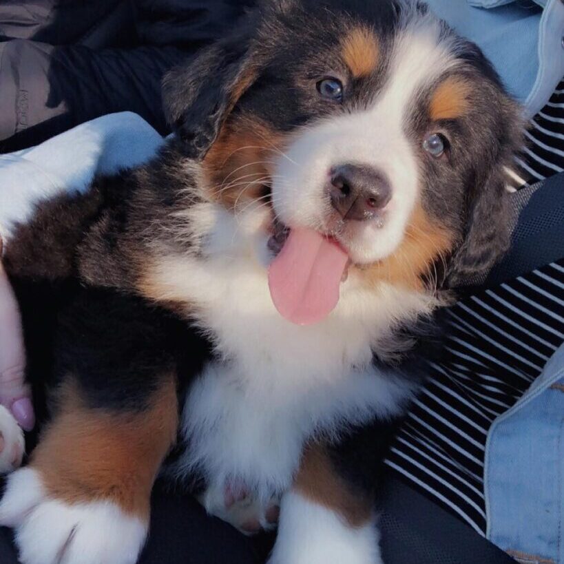 Milo