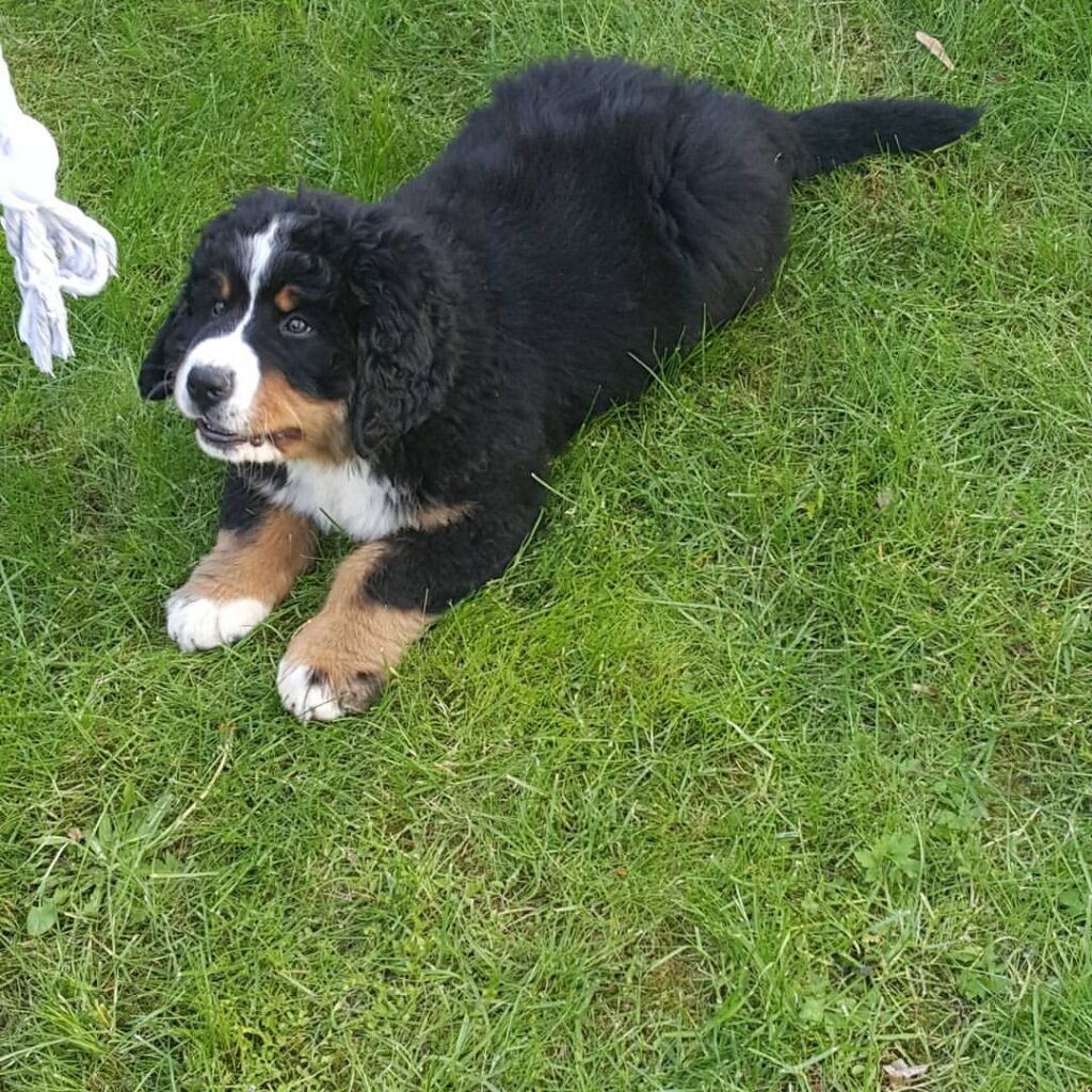 Theo